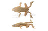 Dwarf African Blonde Frog :: 01002