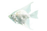 Platinum Angelfish :: 03001