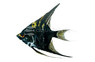 Marble Angelfish :: 03015