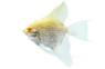 Albino Pearlscale Angelfish :: 03018