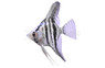 Blue Pinoy Angelfish :: 03028