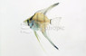 'False Altum' Peruvian Angelfish :: 03044