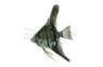 'False Altum' Peruvian Black Angelfish :: 03055
