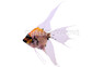 Koi Veil Angelfish :: 03110