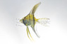 Silver Veil Angelfish :: 03126