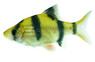 Tiger Barb :: 08008