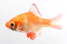 Tiger Albino Red Barb :: 08034