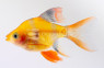 Tiger Albino Blushing Longfin Barb :: 08039
