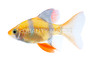 Tiger Rainbow Longfin :: 08041