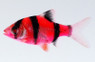 BRB-Starfire Red :: 08504