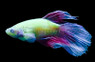 Glo Electric Green Betta, Male :: 10400