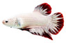 HMPK Red Dragon Platinum, Male :: 10603