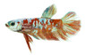 Plakat Red Koi Galaxy, Male :: 10612