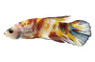 Plakat Multicolor, Male :: 10613