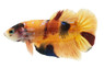 Plakat Nemo Multicolor, Male :: 10614