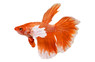 Male Halfmoon Super Gold :: 10617