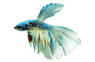 Avatar Halfmoon Betta, Male :: 10621