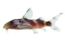 Clown Decorus Synodontis Catfish :: 17031