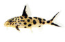 Cuckoo Multipunctatus Synodontis Catfish :: 17039