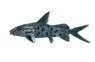 Piedratus Synodontis Catfish :: 17046