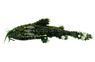 Stone Catfish :: 17100