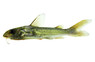 Aluminum Catfish :: 17200