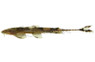 African Whiptailed :: 17204