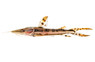 Tiger Shovelnose Catfish :: 17300