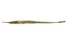 Farlowella :: 17308
