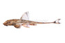 Loricaria Whiptail Catfish :: 17309