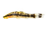 Otocinclus Zebra :: 17324