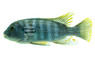 Blue Fuelleborni Malawi Cichlid :: 18015