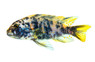 OB Fuelleborni Malawi Cichlid :: 18016