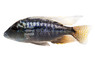 Ericotaenia Malawi Cichlid :: 18017