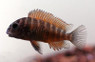 Moliro Red Tropheus Tanganyika Cichlid :: 18043