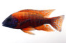 Peacock Red :: 18045