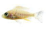 Dragon Blood Peacock Malawi Cichlid :: 18067