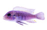 Cynotilapia 'Hara' :: 18099