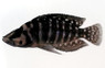 Calvus Pearly :: 18100