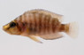 Compressiceps Golden :: 18107