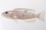 Hecqui Shell Dweller Tanganyika Cichlid :: 18109