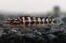 Masked Julie Tanganyika Cichlid :: 18110