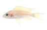 Daffodil Tanganyika Cichlid :: 18112