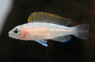 Caudopunctatus Shell Dweller :: 18114