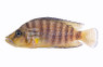 Compressiceps Golden Head :: 18125