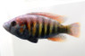 Tomato Haplochromis sp 35 :: 18147