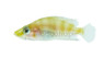 Calvus Golden Head :: 18154