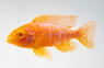 Peacock Dragon Blood Albino :: 18187