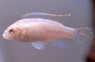 Albino Kribensis African Cichlid :: 18206