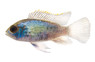 Electric Blue Acara Cichlid :: 18251